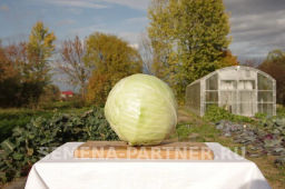 Капуста белокочанная позднеспелая Дублер - Партнер фото 4