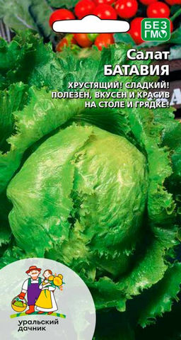 Салат БАТАВИЯ  Хрустящий! Сладкий! Полезен, вкусен и красив на столе и грядке!