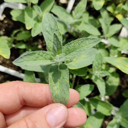 Мята Белый виноград - Долина роз фото 2