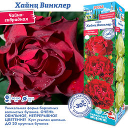 Роза Хайнц Винклер (Чайно-гибридная) 1шт