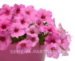Петуния Изи Вэйв Пинк Пейшен каскадно-ампельная розовая - Партнер фото 6