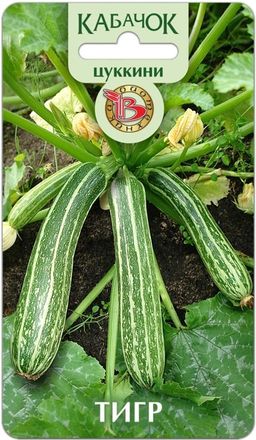 Кабачок Тигр