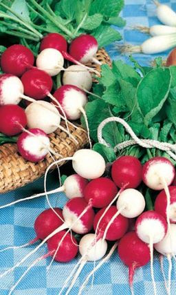 Редис КРАСНОЕ И БЕЛОЕ В смеси сорта с разным сроком спелости, грядка долго будет благодарить вас свежим редисом отличного вкуса!