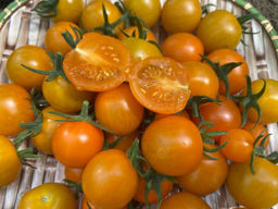 Томат ДУБЛОН ЗОЛОТОЙ коллекция Татьяны Штайнерт Авторская селекция - Уральский дачник фото 6