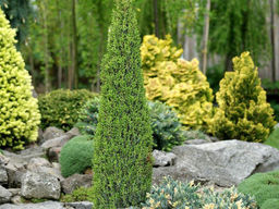 Можжевельник обыкновенный Арнольд