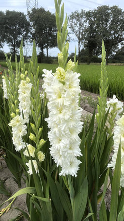 ГЛАДИОЛУС Сера Суммум Разбор 10/12 Кол-во упак., шт 10