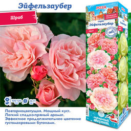 Роза Эйфельзаубер (Шраб) 1шт