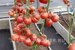 Томат Винтаж - Партнер фото 4