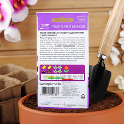 Цена за 2 шт. Семена цветов Кобея "Сканденс", 4 шт