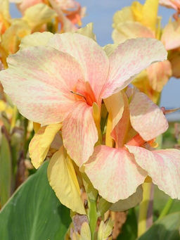 Канна Chou Chou (Зеленолистная) - Голландские луковицы фото 3