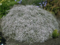 Гипсофила белая