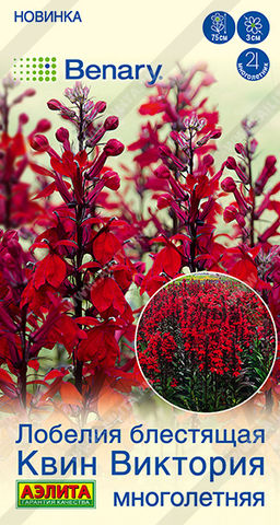 Лобелия многолетняя Квин Виктория (2029