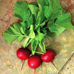 Редис Мидуэй F1