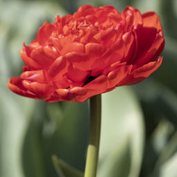 Тюльпан Миранда