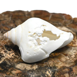 Ракушка морская в натуральном цвете 25*55мм Радуга камня