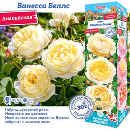 Роза Ванесса Беллс (Английская) 1шт