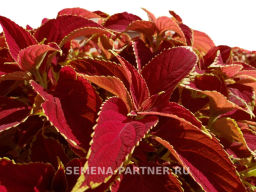 Колеус шлемниковидный крупнолистный Премиум Кристмас Стар - Партнер фото 3