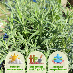 Розмарин Рози Про - Долина роз фото 2