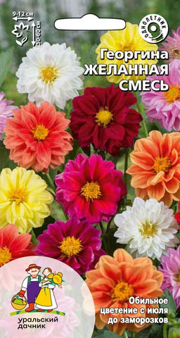 Георгина ЖЕЛАННАЯ