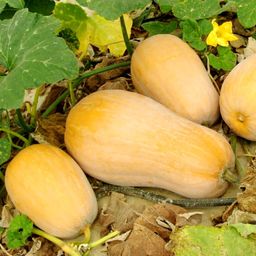 Уолтемская Тыква Баттернат — Waltham Butternut Squash