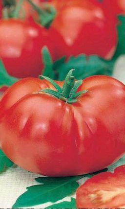 Томат ШЕННОН F1 Рекордный урожай!