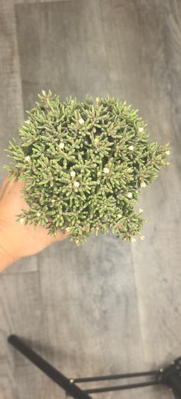 Крассула Гумберта - 1000корней фото 4