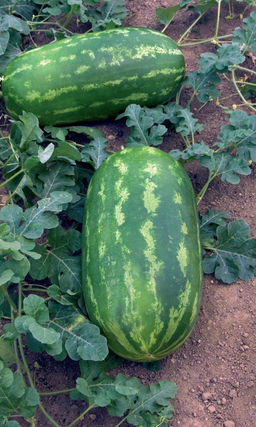 Арбуз САХАРНАЯ ИЗБУШКА  Крупноплодный, по-настоящему сахарный сорт! Ароматная мякоть отлично удаляет жажду!