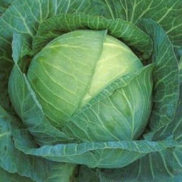 6200U Капуста белокочанная Герцогиня F1 10шт
