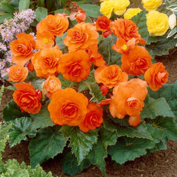 БЕГОНИЯ Махровая Медная Разбор 5/6 Кол-во упак., шт 3