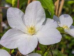 Клематис Шираюкихиме - Долина роз фото 2