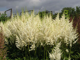 Астильба Арендса Диамант 1 год ЗКС тара 0,5л высота 5-15см.