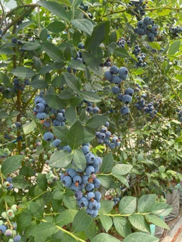 Голубика Пуру С5 3 года