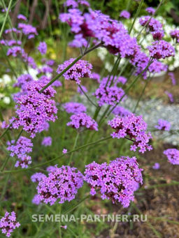 Вербена Бонарская Сильвия Фон Гарден - Партнер фото 4