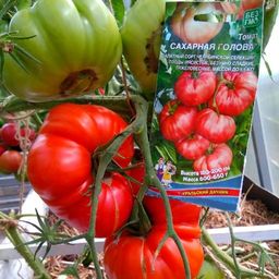 Томат САХАРНАЯ ГОЛОВА Салатный сорт Челябинской селекции! Плоды мясистые, безумно сладкие, тяжеловесные, массой до 1,5 кг! - Уральский дачник фото 3