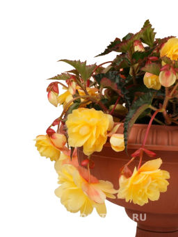 Бегония клубневидная ампельная махровая Софт Лайм - Партнер фото 4