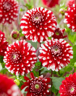 ГЕОРГИНА Литтл Тайгер Разбор I Кол-во упак., шт 1