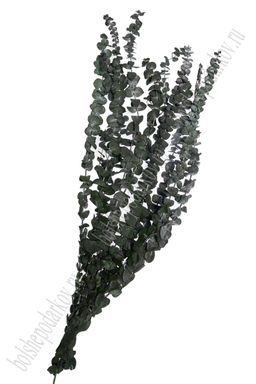 Сухоцветы декоративные 60 см "Эвкалипт" (10 шт) SF-2838, №2