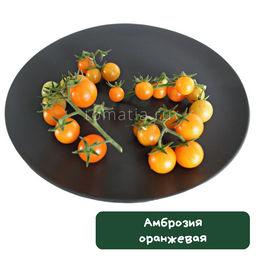 Амброзия оранжевая