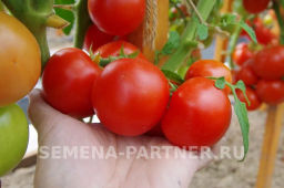 Томат Любаша - Партнер фото 7