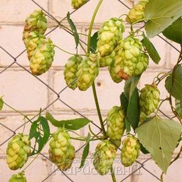 Хмель обыкновенный (шишки) - Мариславна фото 2