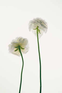 TWILIGHT MAUVE EDT 90 ML / 3.04 oz - Zara фото 9