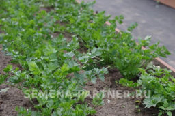 Сельдерей листовой Нежный - Партнер фото 3