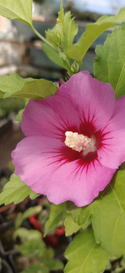 Гибискус сирийский (30-50 см) - 1000корней фото 2