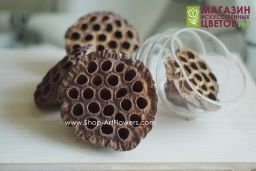 054 Коробочка лотоса сухоцвет (коричневый)