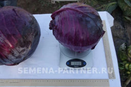 Капуста краснокочанная Бенефис - Партнер фото 6