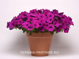 Петуния Изи Вэйв Виолет каскадно-ампельная - Партнер фото 4