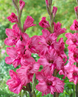 Гладиолус Kingston Frizzles (Гофрированный) - Голландские луковицы фото 3