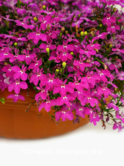 Лобелия каскадная Ривьера Роуз - Партнер фото 4