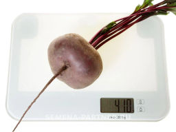 Свекла Египетская Плоская - Партнер фото 4