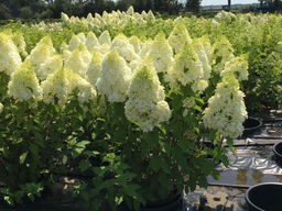 Гортензия метельчатая Полар Бир - Долина роз фото 3